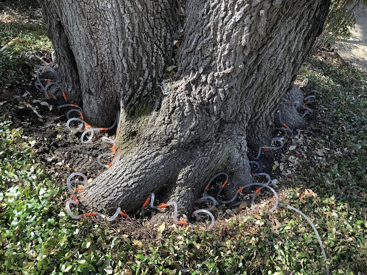 Detailed Tree Cabling and Bracing job site in Moreauville