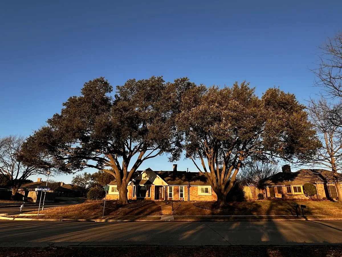 Established residential canopy tree shading a home in Moreauville